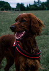 Happy irish Setter dog on the field