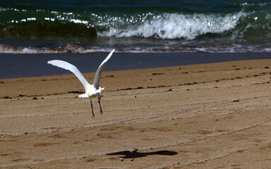 birds fly over the mediterranean sea