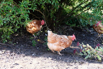 FU 2021-10-16 Wiehl T1 39 Vor dem Gebüsch stehen zwei Hühner