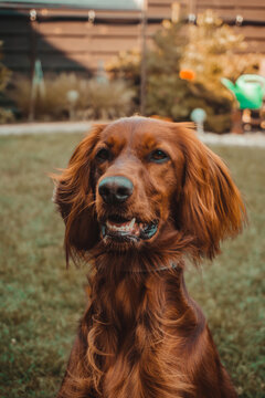 Happy irish setter in the garden