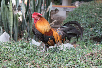 Close-up portrait of local bantam chicken white  Free-range raising in a temple in Thailand.