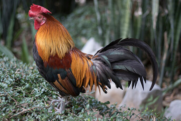 Close-up portrait of local bantam chicken white  Free-range raising in a temple in Thailand.