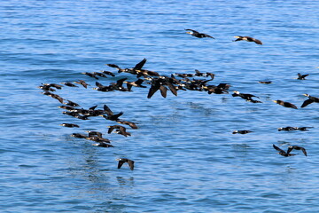 birds fly over the mediterranean sea