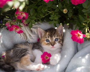 three-colored curious cute kitten with big eyes lies on a soft blanket in a flower bed among bright pink rose flowers. Cat childhood, beautiful postcards, harmony of nature. Rest for pets