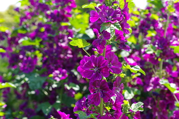 Fototapeta premium 綺麗に咲く紫色の立葵