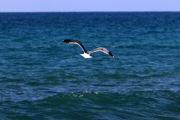 Fototapeta na wymiar birds fly over the mediterranean sea
