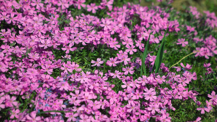 Obraz na płótnie Canvas Close up of beautiful pink impatients flowers growing in park or garden. Floral background.