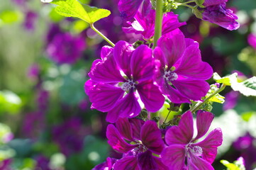 紫色の立葵