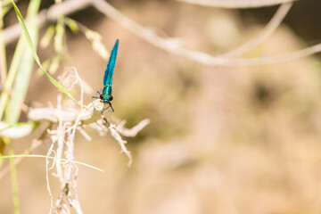 
blue dragonfly by the stream, close-up, banded demoiselle