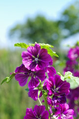 綺麗に咲く紫色の立葵