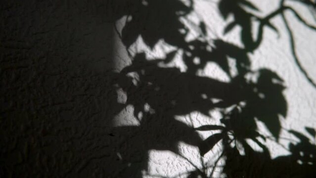 Shadow of a dwarf umbrella tree (schefflera arboricola). Emotional. Shadow on a patterned wall.