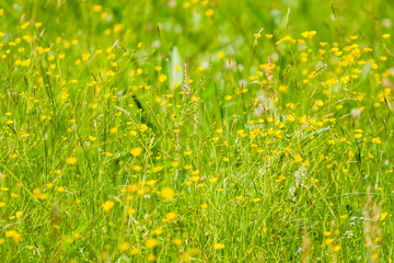 wild meadow in spring and summer, blooming flowers and grass