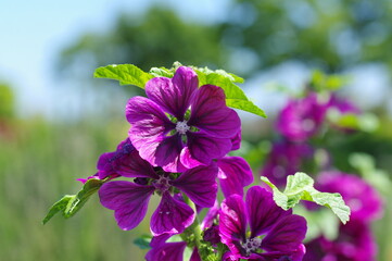 綺麗に咲く紫色の立葵