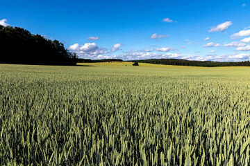 Getreide weit und breit