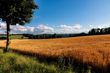 Fototapeta premium Landschaft in Gelb