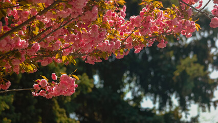 Close up of blooming sakura tree branches on a sunny spring day. Pink cherry blossom tree background.