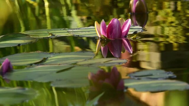 pink water lily in a pond, sunset and water reflections