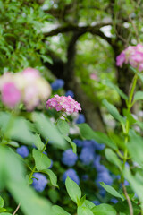 丹州観音寺（京都府福知山市）のあじさい