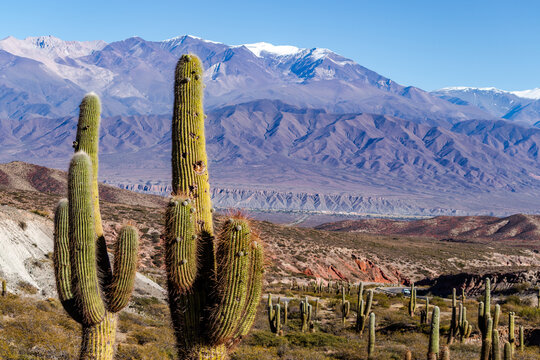 Parque Nacional Los Cardones