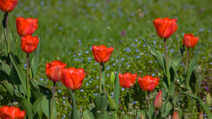 Beautiful red tulips growing in the garden. Spring flowers background. Floral landscape.