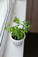 Seedlings of green peas in a small white flowerpot on a bright balcony. Growing microgreens at home.