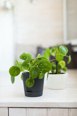 Pilea peperomia in plastic pots on a light white balcony. House plant care. Potted flowers for the interior.