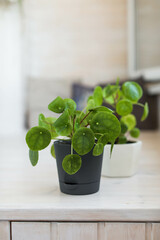 Pilea peperomia in plastic pots on a light white balcony. House plant care. Potted flowers for the interior.