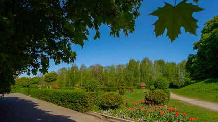 Scenic nature landscape of city park on sunny spring day. Flowers bed with red blooming tulips, beautiful decorative trees and alleys.