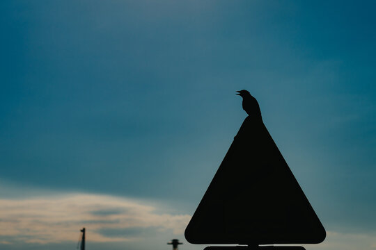 crow on a road sign