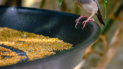 Close up of beautiful small bird eating healthy seeds from a bowl. Animals feeding and care.