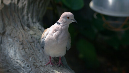 Obraz premium Close up of beautiful gray bird on a tree against blurred background. Ornithology concept.