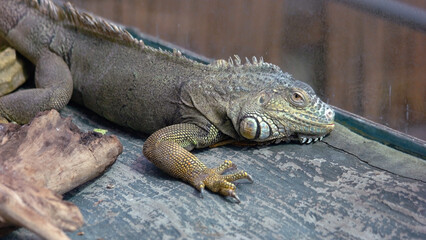 Iguana reptile animal in the zoo. Reptile animal close up. Wild life concept.