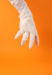 Mummy's hand wrapped in white bandages on an orange background. Happy Halloween. Trick or Treat