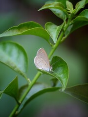 small grass blue butterfly on leaf