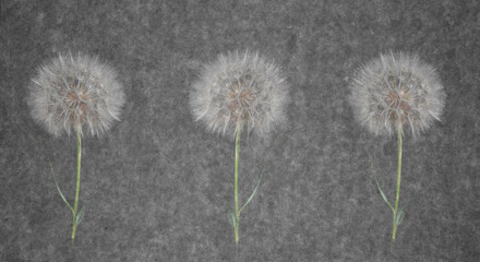Background with fluffy dandelion seeds. Three giant dandelions on a gray textural background.