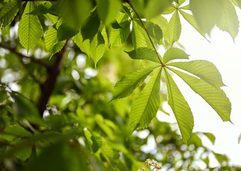 Spring natural background. Green leaves of chestnut tree against the light.