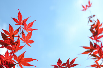 Summer or autumn natural background. Branches of Japanese red maple against the blue sky. Branch frame.