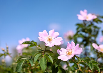 Floral spring or summer background. Rosehip flowers against the blue sky. Shallow depth of field.