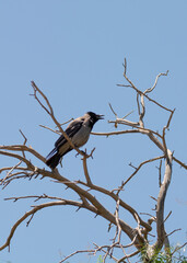 crow perched on blue sky and dry tree branches