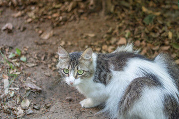 portrait of white cat looking at camera on the street