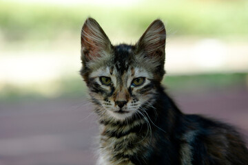 Portrait of cute kitten. blurred background