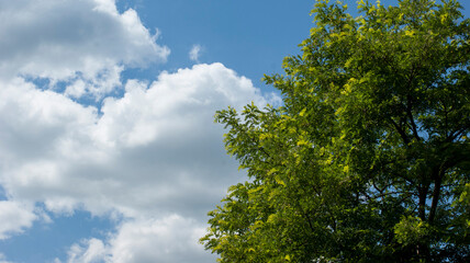 sky and tree