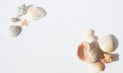 sea shells and seashells