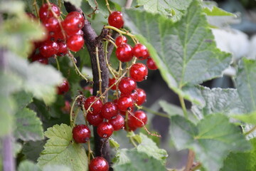 red currant and green leaves