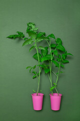 Tomato seedlings in a pink cup on a green background