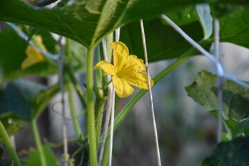 yellow cucumber flower and green leaves