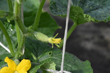 yellow cucumber flower and green leaves