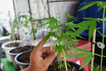 Hemp seedling growing in plant pot