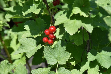 red currant in the garden
