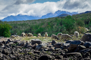 ovejas en un campo, oveja distinta